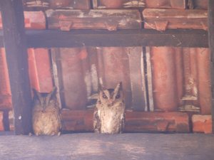 Barn owls 