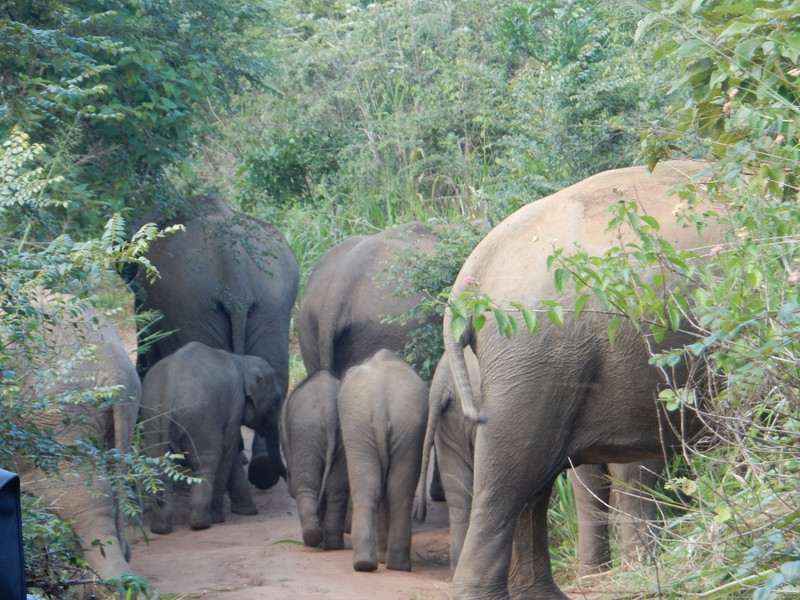 Elephant family in the road