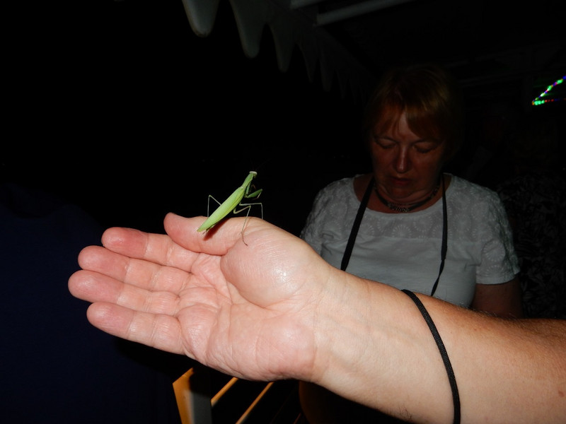 Preying mantis on Stefan&#39;s hand