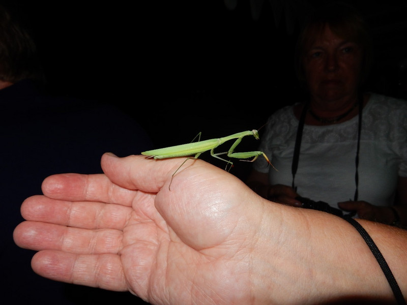 Preying mantis on Stefans hand