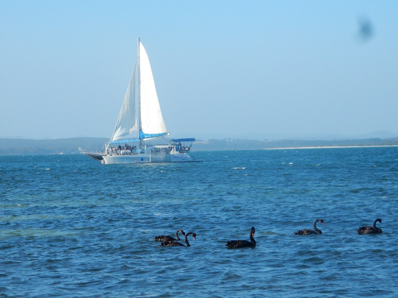Black Swans on the sea