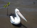 Hungry pelican