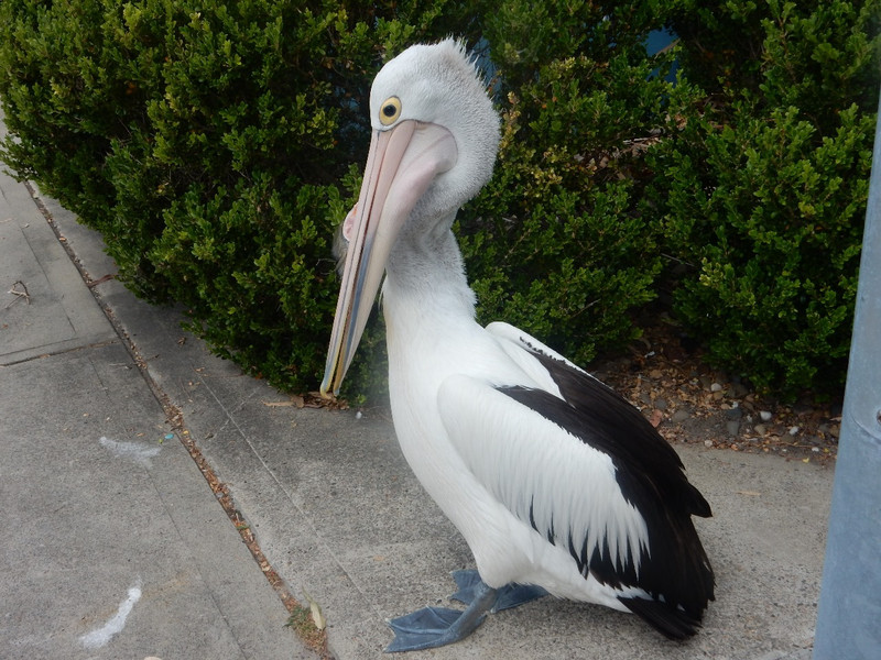 pelican by the seafood shop