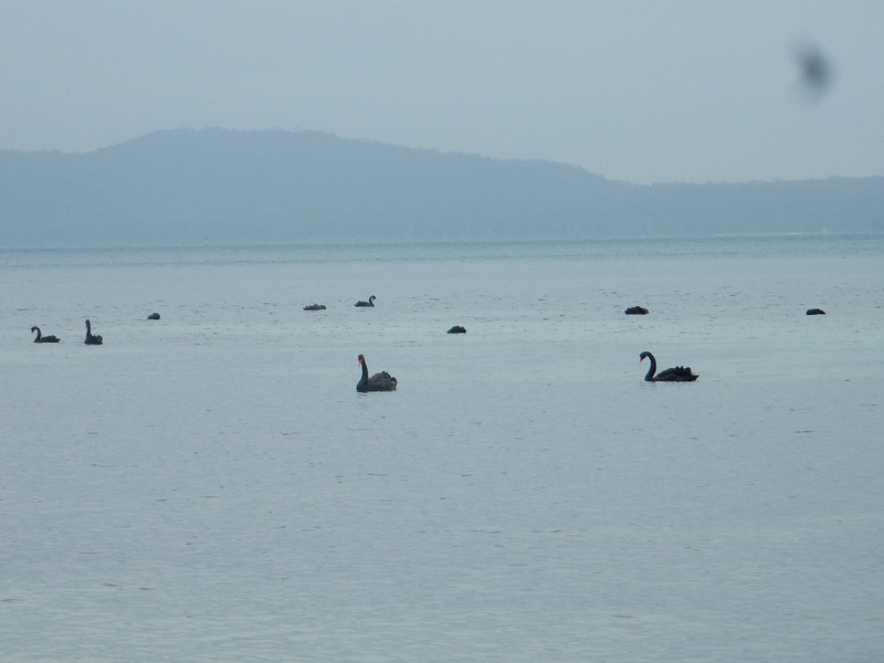 Black swans on the sea
