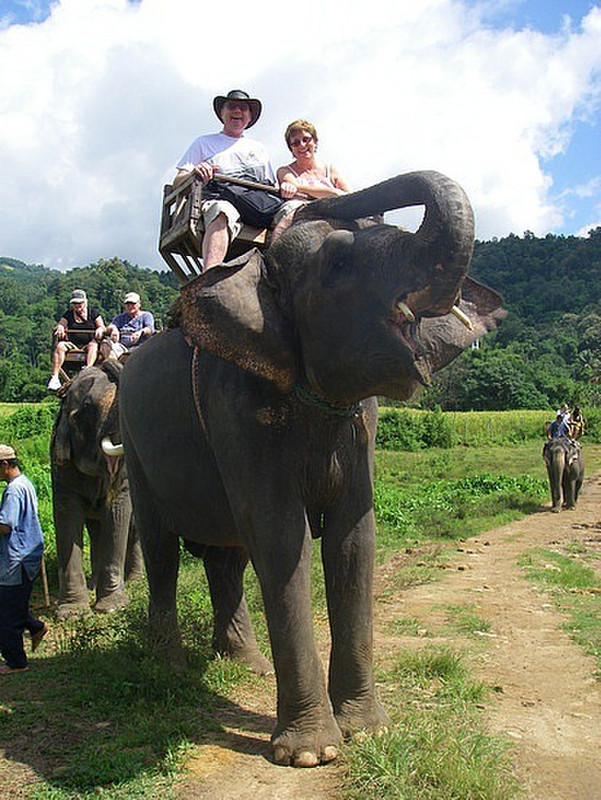 on our elephant
