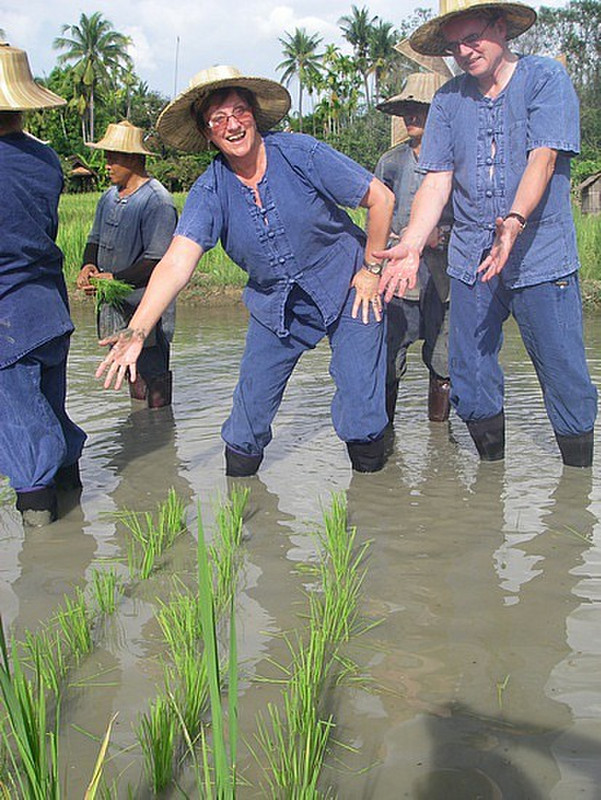 tiz the winner at rice planting