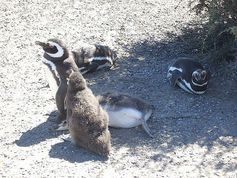 megallanic penguins