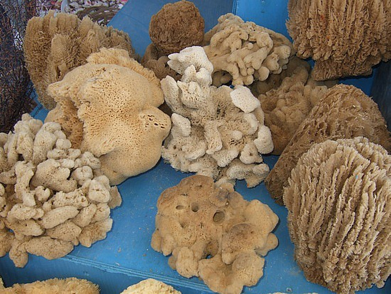 sponges for sale