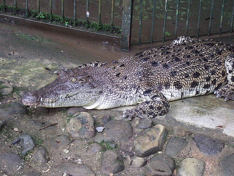 a poorly crocodile