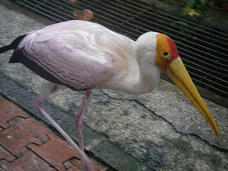 pelican or flamingo?