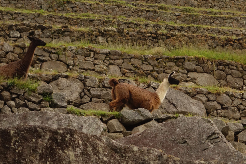 Llamas on terraced path in Machu Picchu