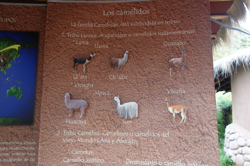 Llamas and Vicuna in Peru