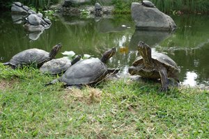 Turtles outside hotel in Lima