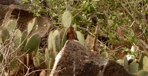 Galapagos dove amo the cacti