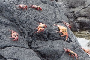 Red crabs 