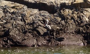 Pelican surrounded by marine Iguanas