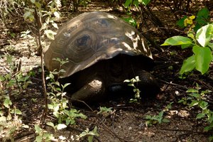 Giant tortoise on Santa Cruz Island 