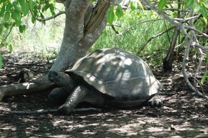 Turtle on Santa Cruz Island