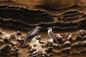 Cormorant and blue footed booby