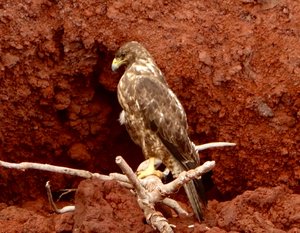 Galapagos Hawk on Rabida Island 