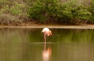 Flamingo on Rabida Island 