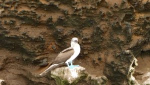 Blue Footed booby 