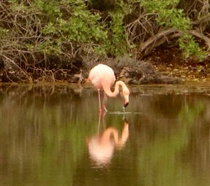 Flamingo on Rabida Island 