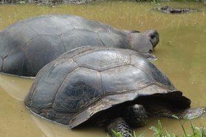 Giant tortoises cooling off. 