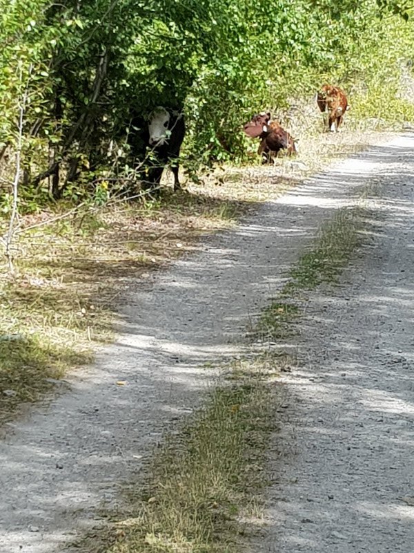From a distance these cows looked like bears