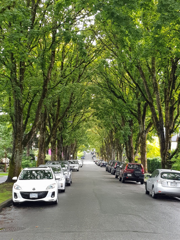 Tree lined street south of the city