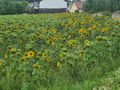 Sunflower crop.