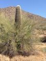 That's one Big Cactus