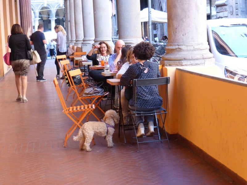 A dog at lunch...