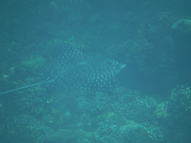 Another view of the spotted eagle ray