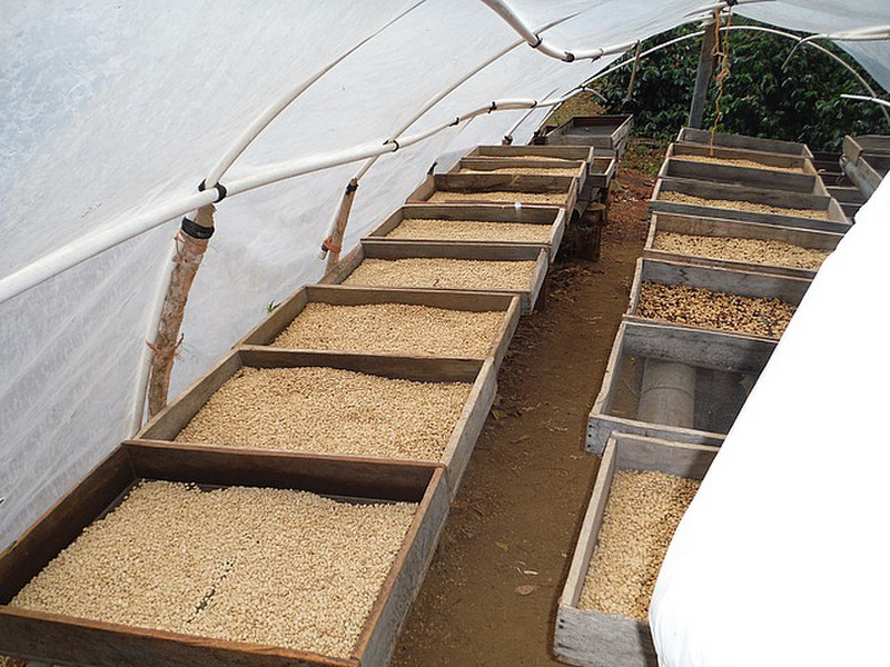 Drying area for the beans