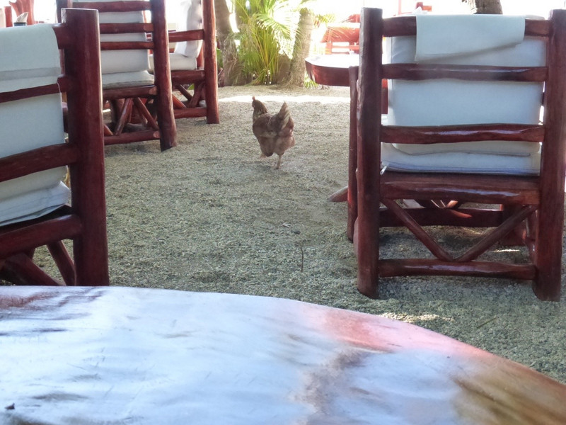 Who cares if there are chickens in the restaurant?