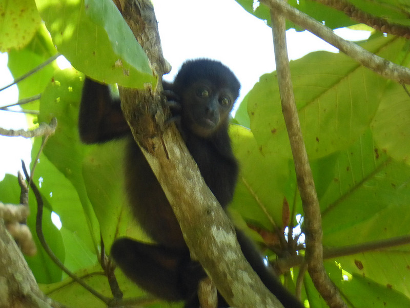 Howler Monkey- 20 yards from our house!