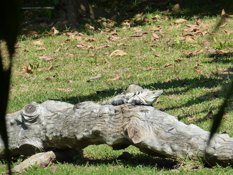 An iguana sharing our yard...