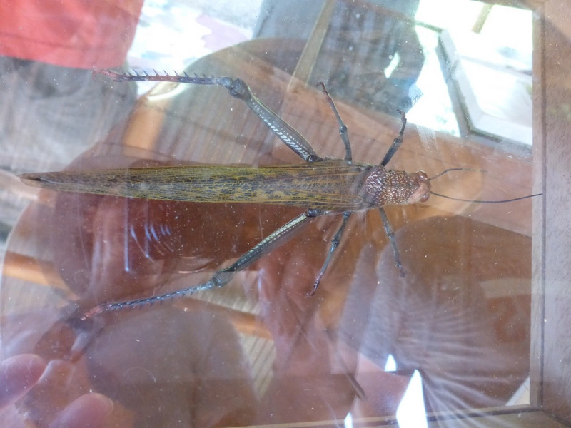 Huge Grasshopper