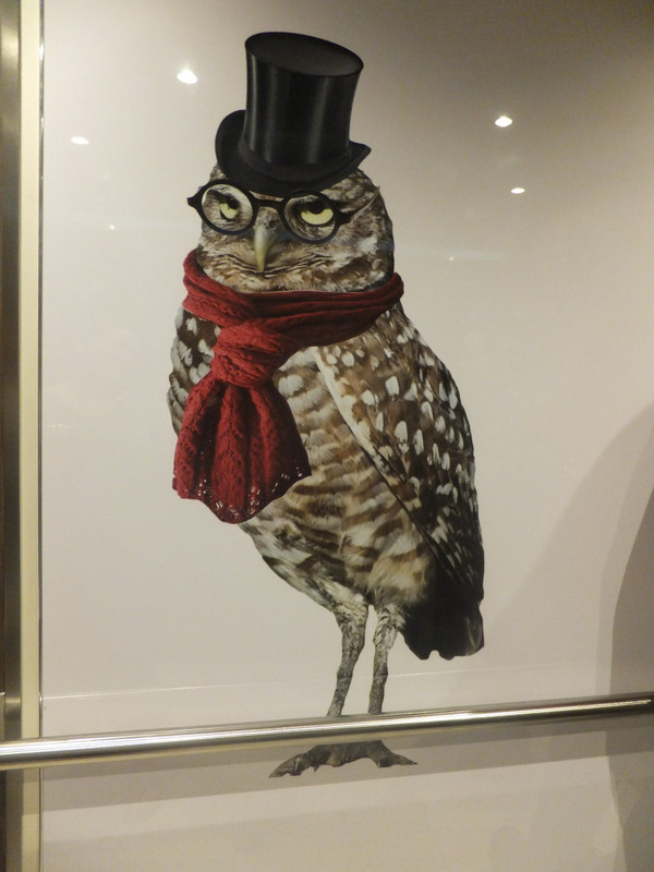 Owl in elevator resembles several ladies onboard
