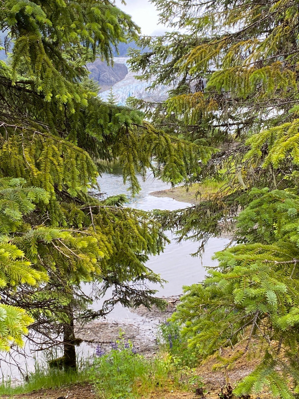 You can see the glacier through the trees