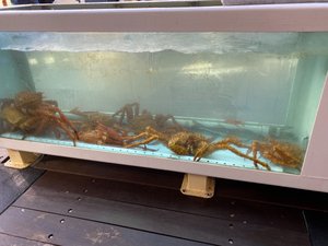 The live tank where they keep the King Crab