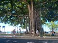 Big, beautiful banyan trees