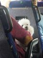Our fellow bus passenger  :-)