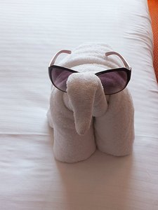 Our daily towel animal