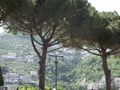 Umbrella pines in Ravello