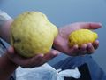 Our giant lemon &amp; a regular lemon