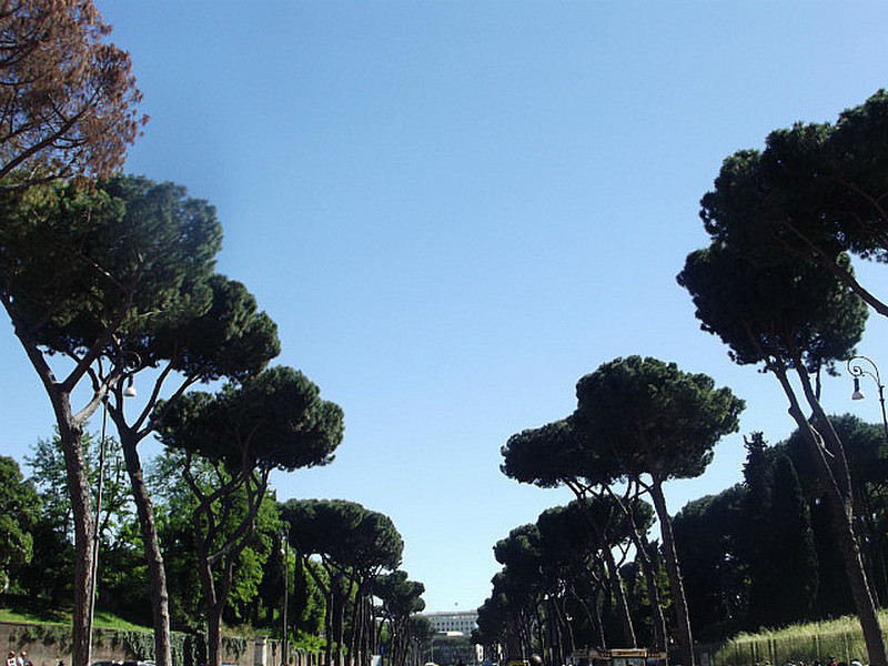 Umbrella Pine Trees in Rome, too!