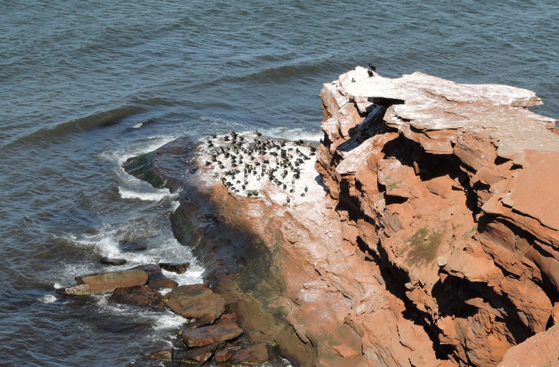 Cormorants on red sandstone cliffs
