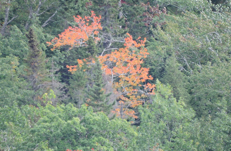 Cabot Trail -- dabble of fall color